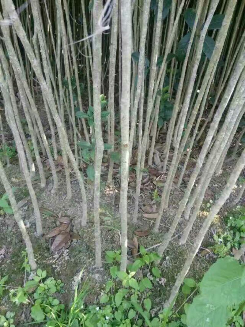 桂花树桂花树苗八月桂花苗金桂树苗