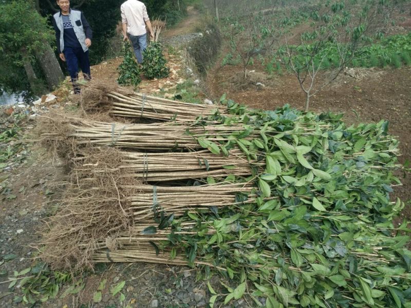 桂花树桂花树苗八月桂花苗金桂树苗