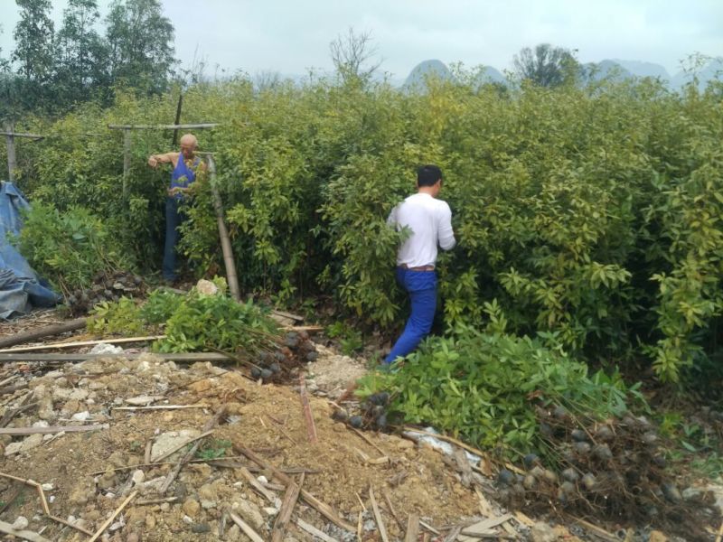 金丝楠木苗楠木苗小叶桢楠