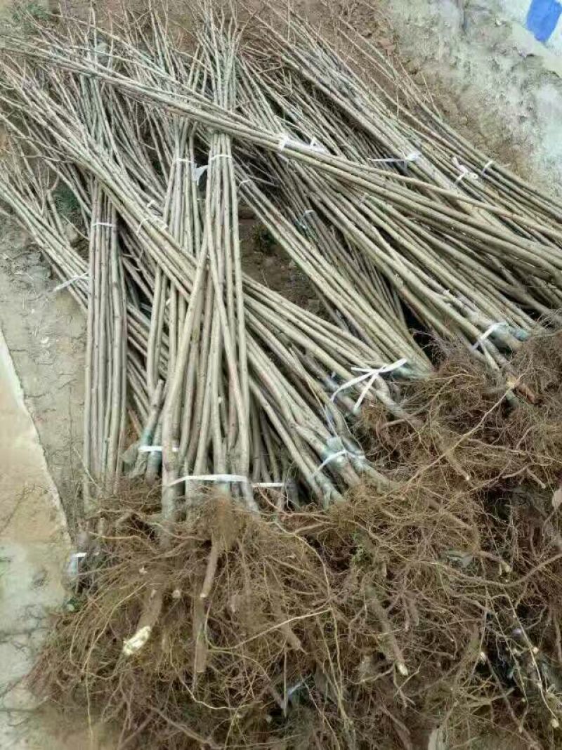 樱花苗