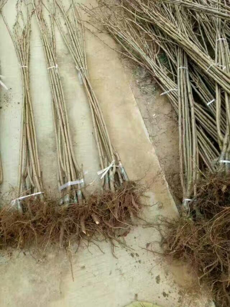 樱花苗