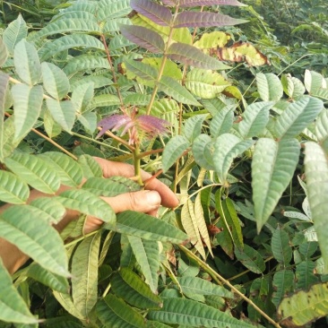 红油香椿苗40~50cm大棚