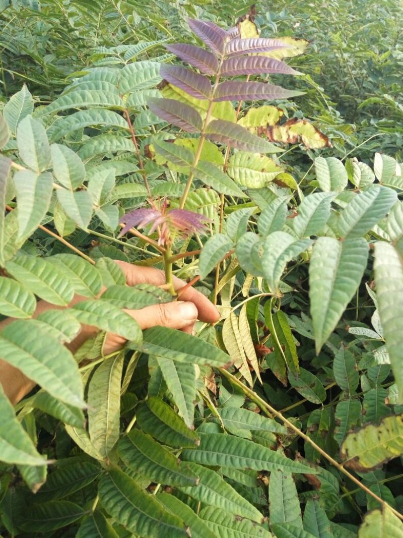 红油香椿苗40~50cm大棚
