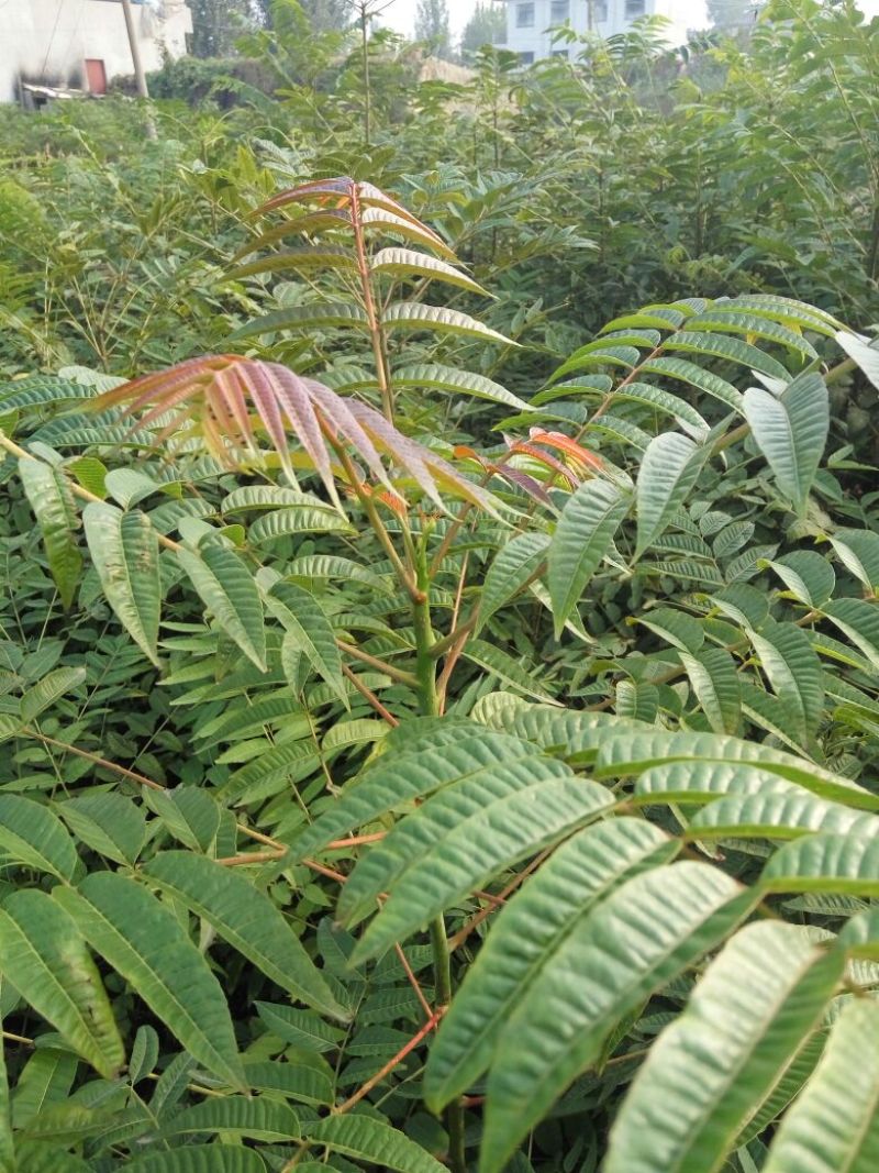 红油香椿苗40~50cm大棚