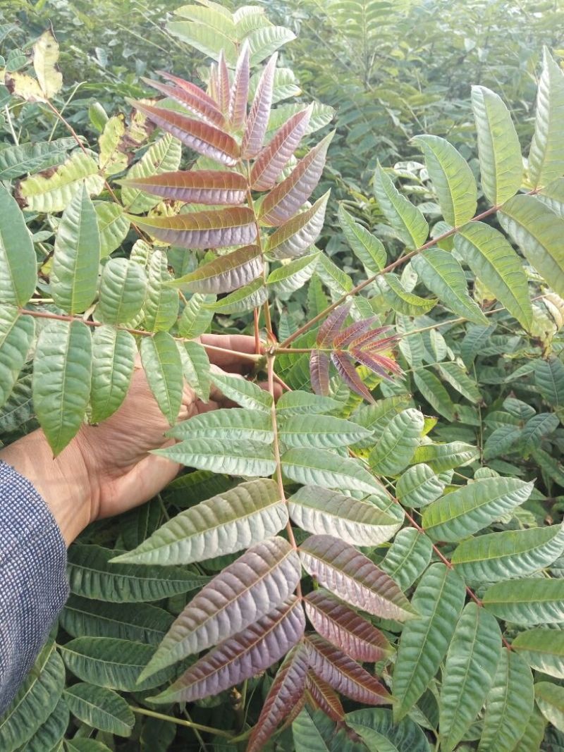 红油香椿苗40~50cm大棚