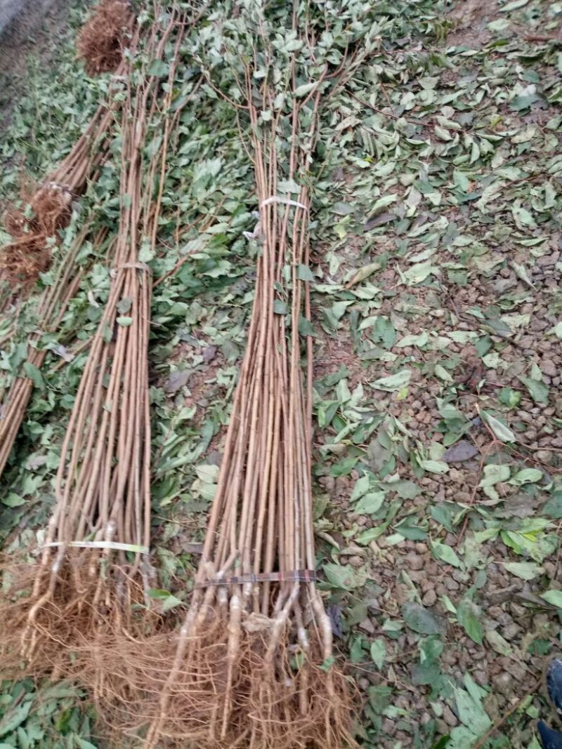 红油香椿苗40~50cm大棚