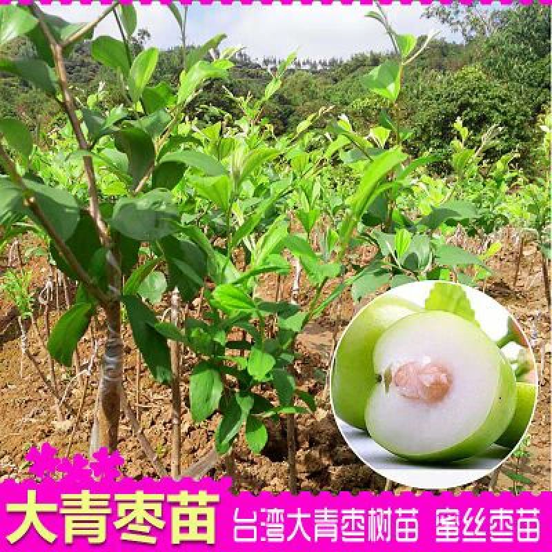 青枣苗30~50cm