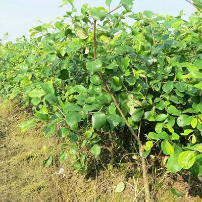 青枣苗30~50cm