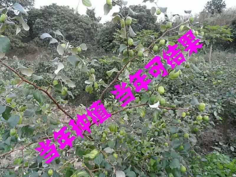 青枣苗30~50cm