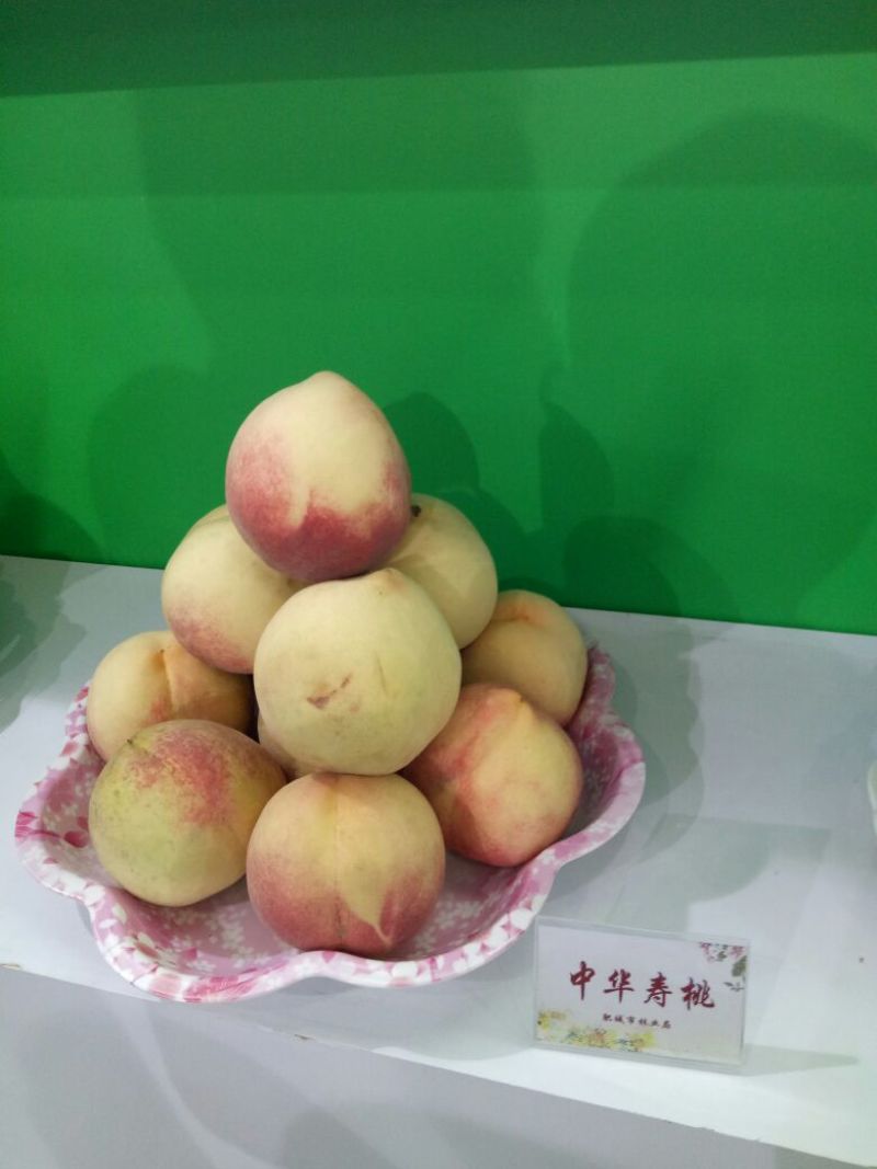 桃树苗