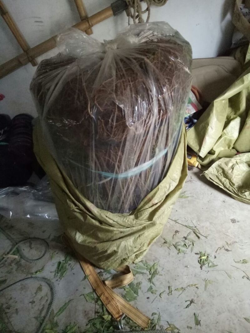 桃树苗