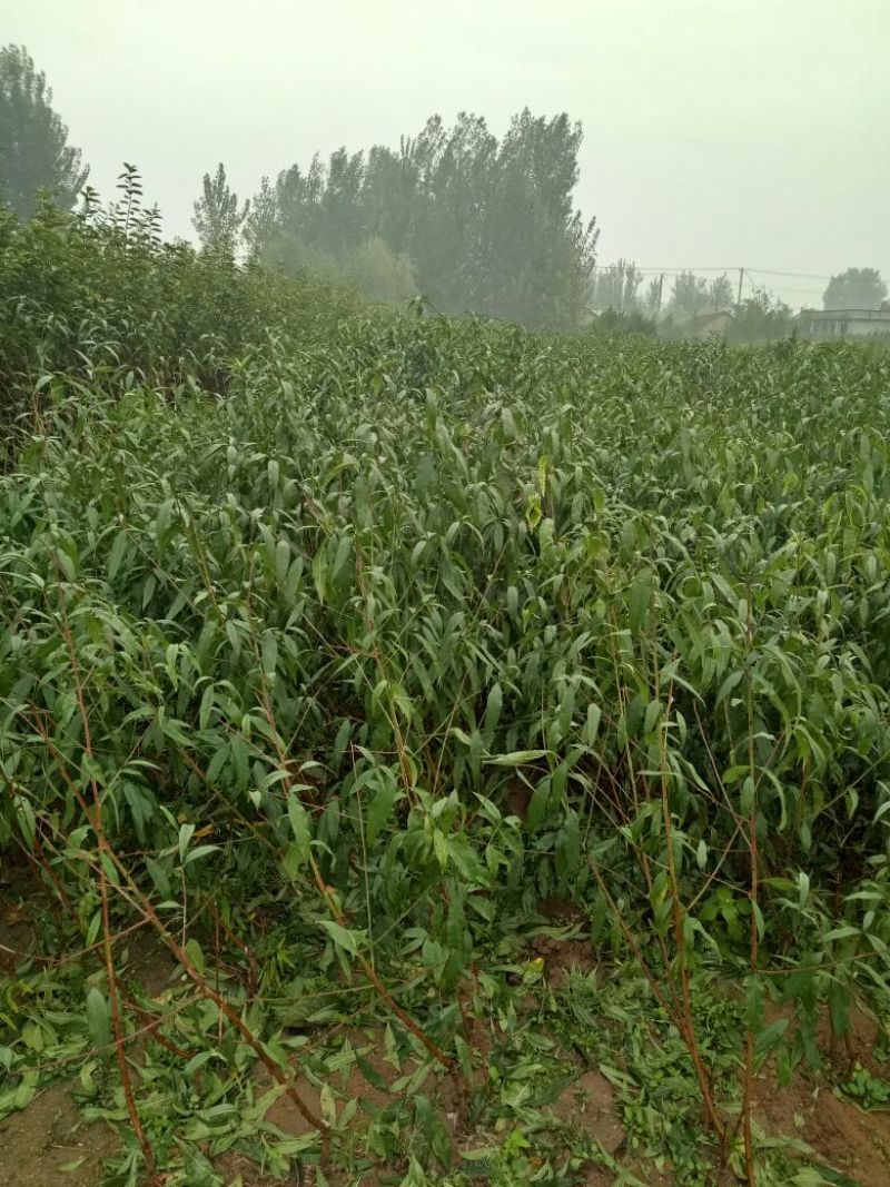 桃树苗