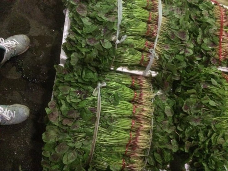 精品红苋菜，基地直供，欢迎选购！