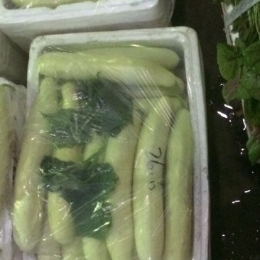 精品白皮黄瓜，基地直销，物鲜花带刺22~25公分
