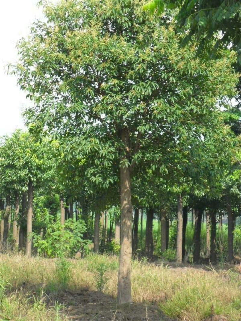 大叶女贞10~12cm