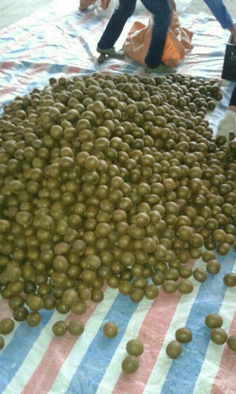 罗汉果大果