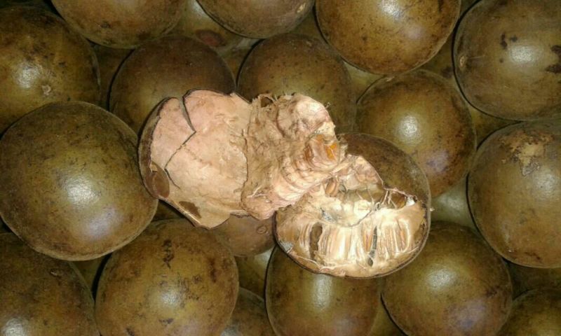 罗汉果大果