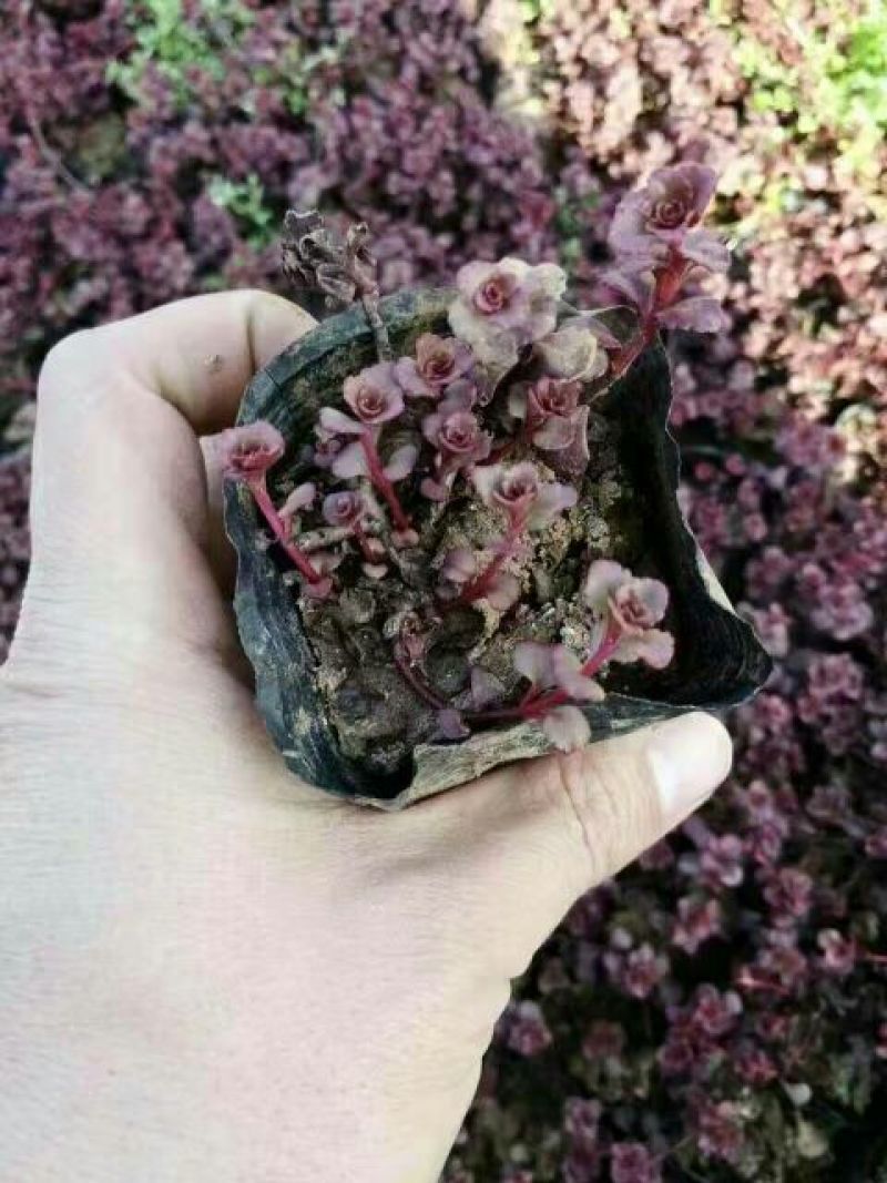 扫帚苗地肤生产基地地肤盆栽苗地肤小苗