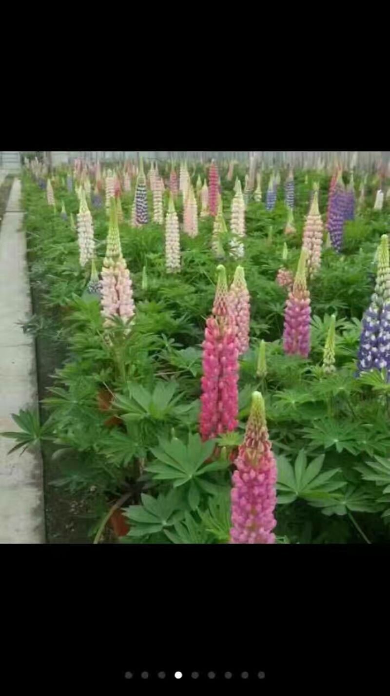扫帚苗地肤生产基地地肤盆栽苗地肤小苗