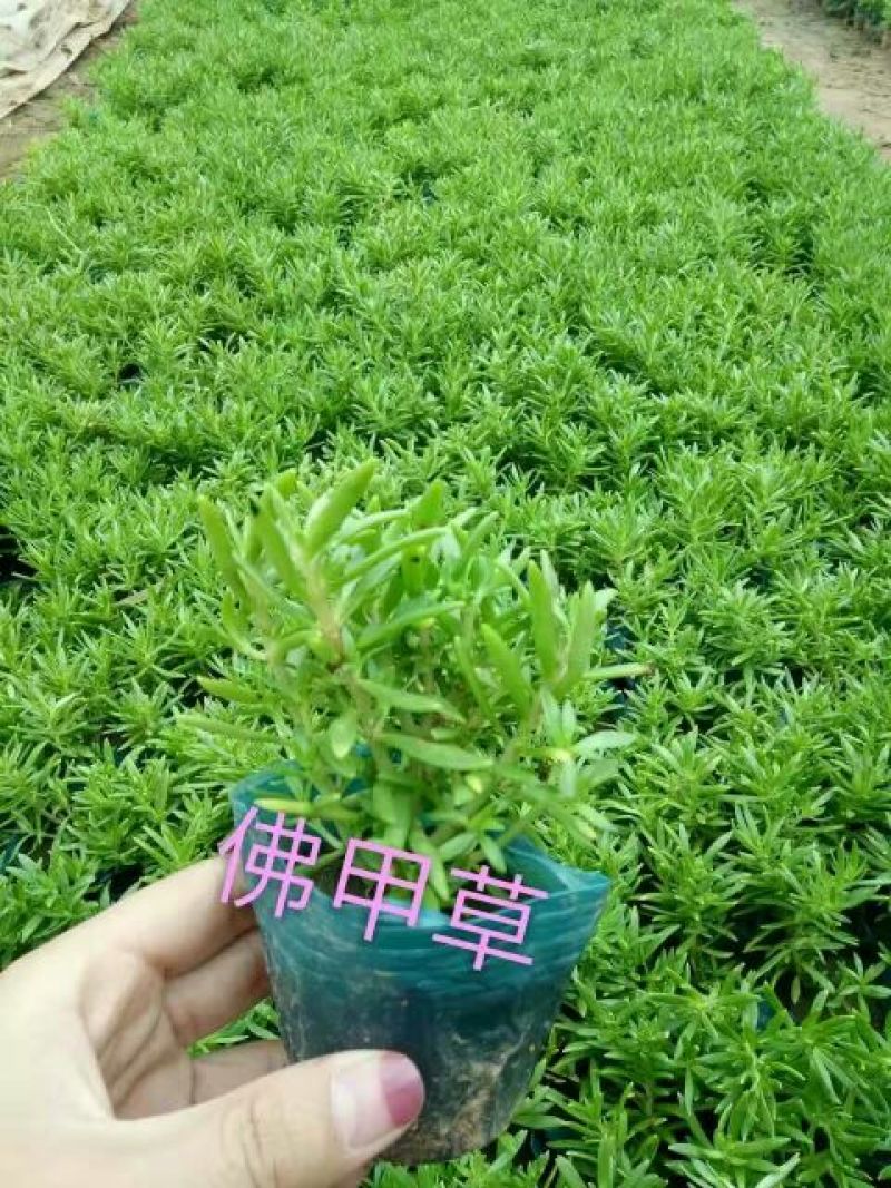 扫帚苗地肤生产基地地肤盆栽苗地肤小苗