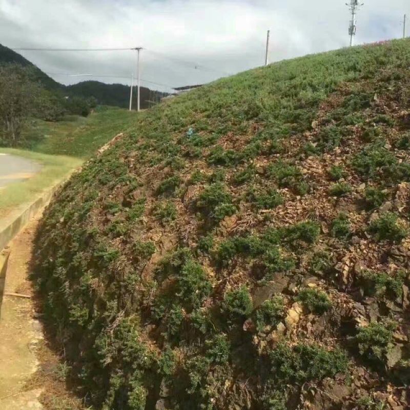 扫帚苗地肤生产基地地肤盆栽苗地肤小苗