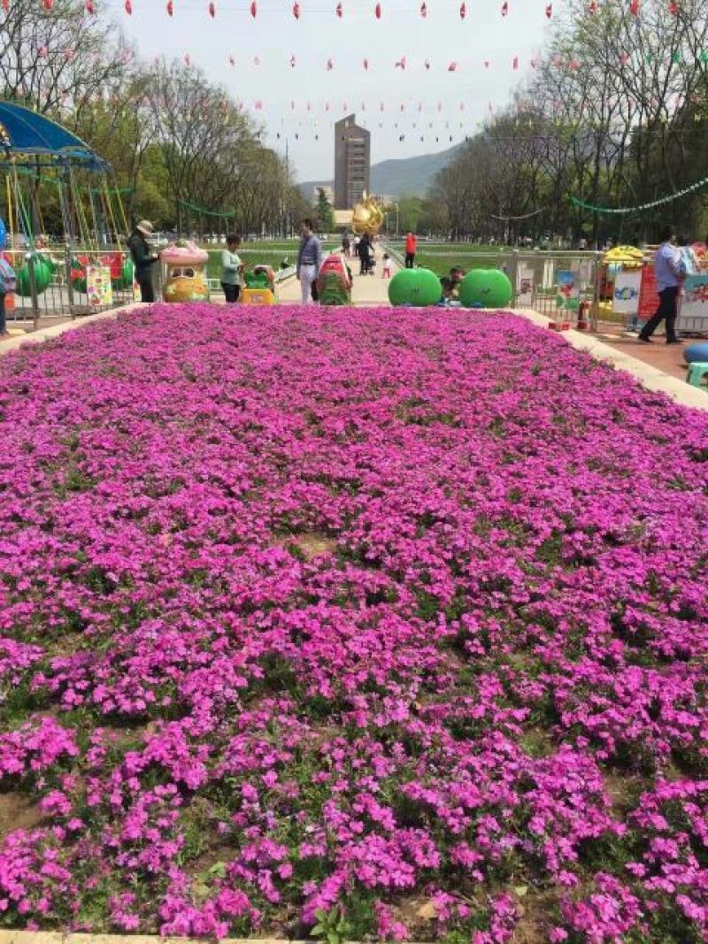 扫帚苗地肤生产基地地肤盆栽苗地肤小苗