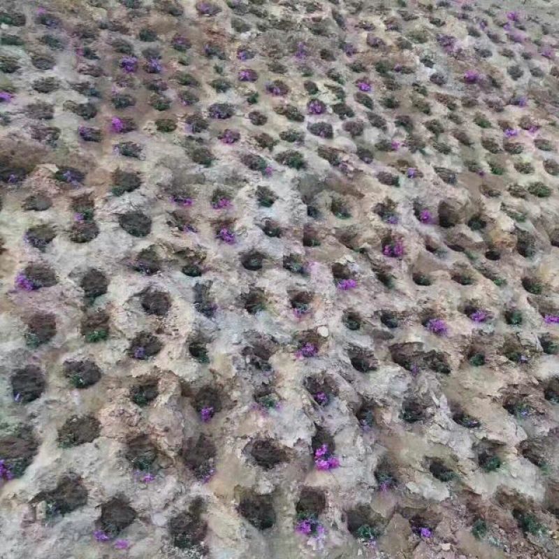 扫帚苗地肤生产基地地肤盆栽苗地肤小苗