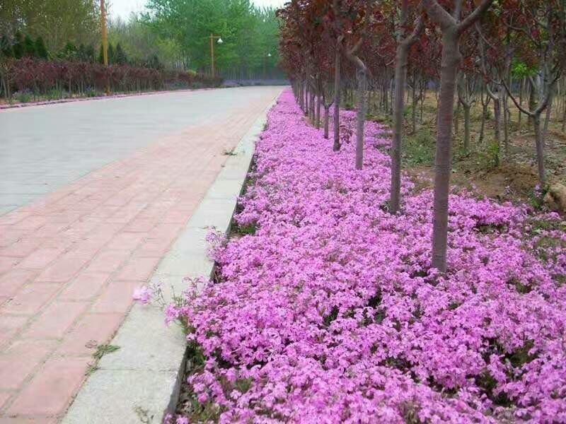 扫帚苗地肤生产基地地肤盆栽苗地肤小苗