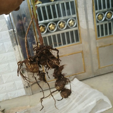 毛慈菇