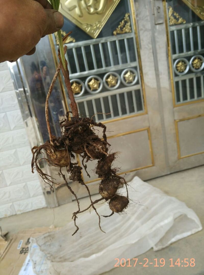 毛慈菇
