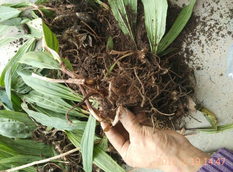 毛慈菇