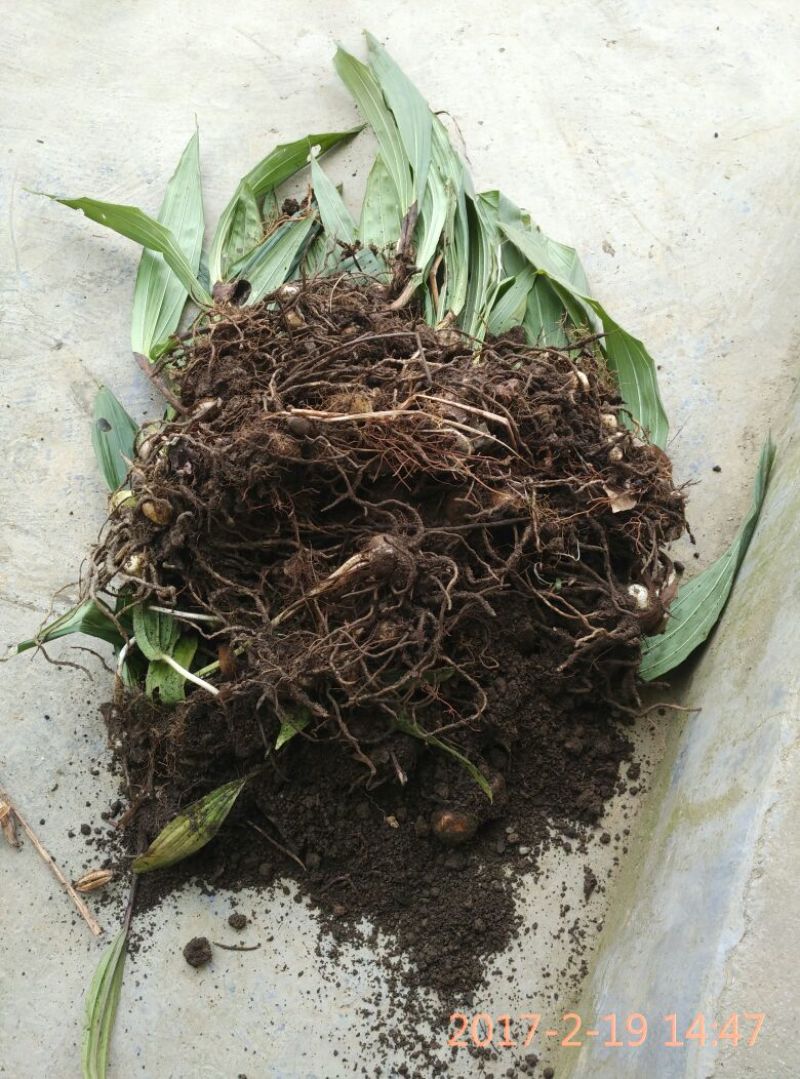 毛慈菇