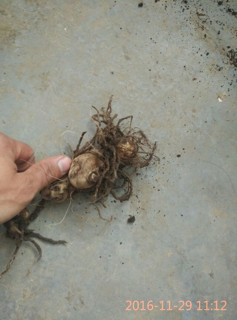 毛慈菇