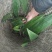 毛慈菇
