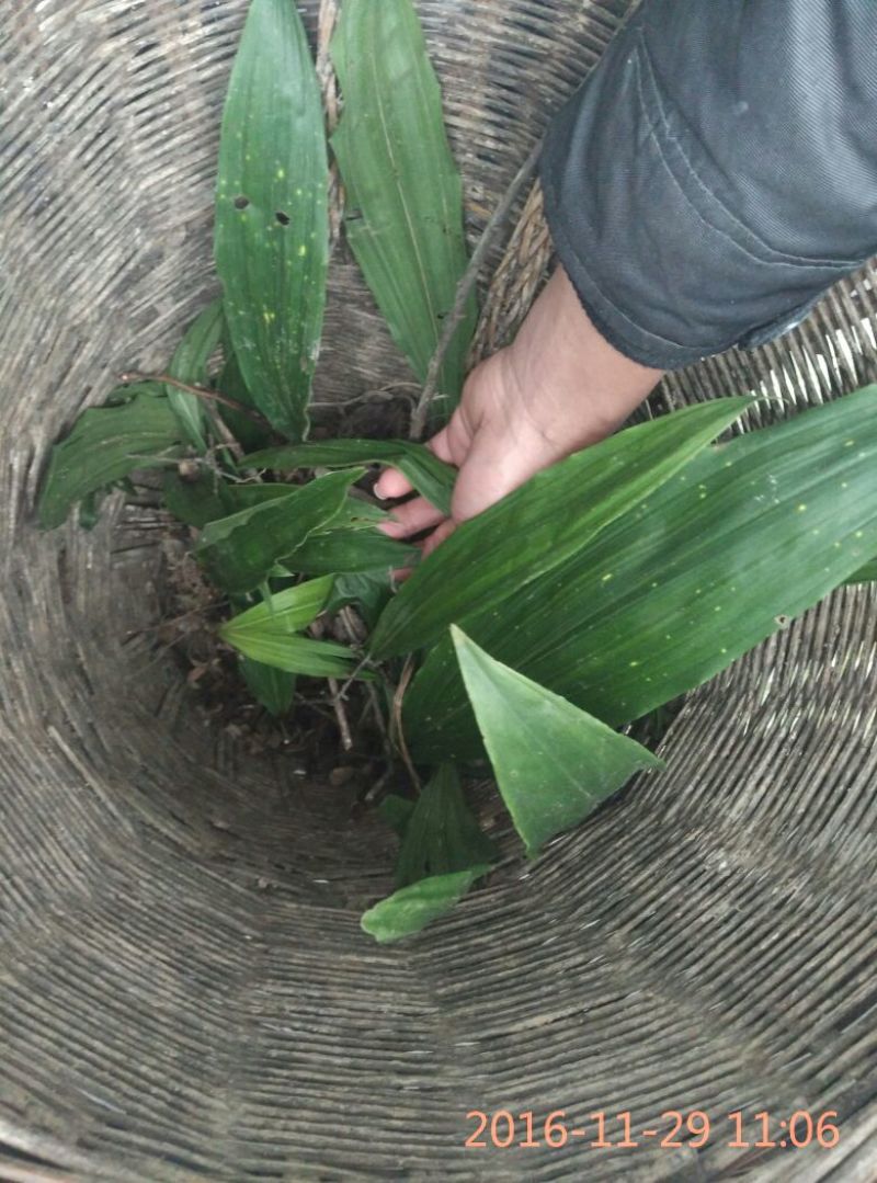 毛慈菇