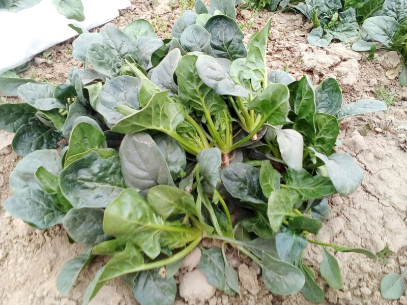 黑叶菠菜10~15厘米