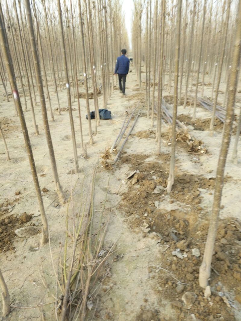 金丝楸树苗10cm以下