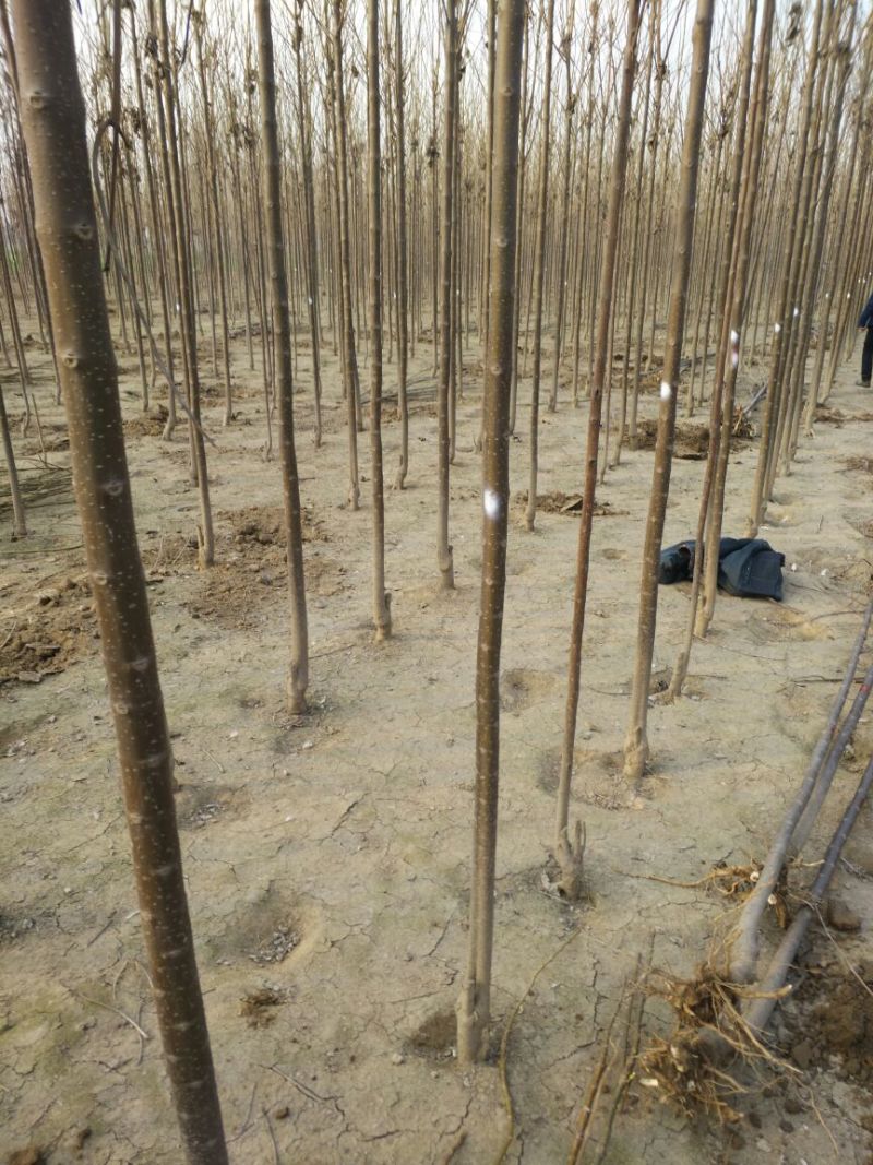 金丝楸树苗10cm以下