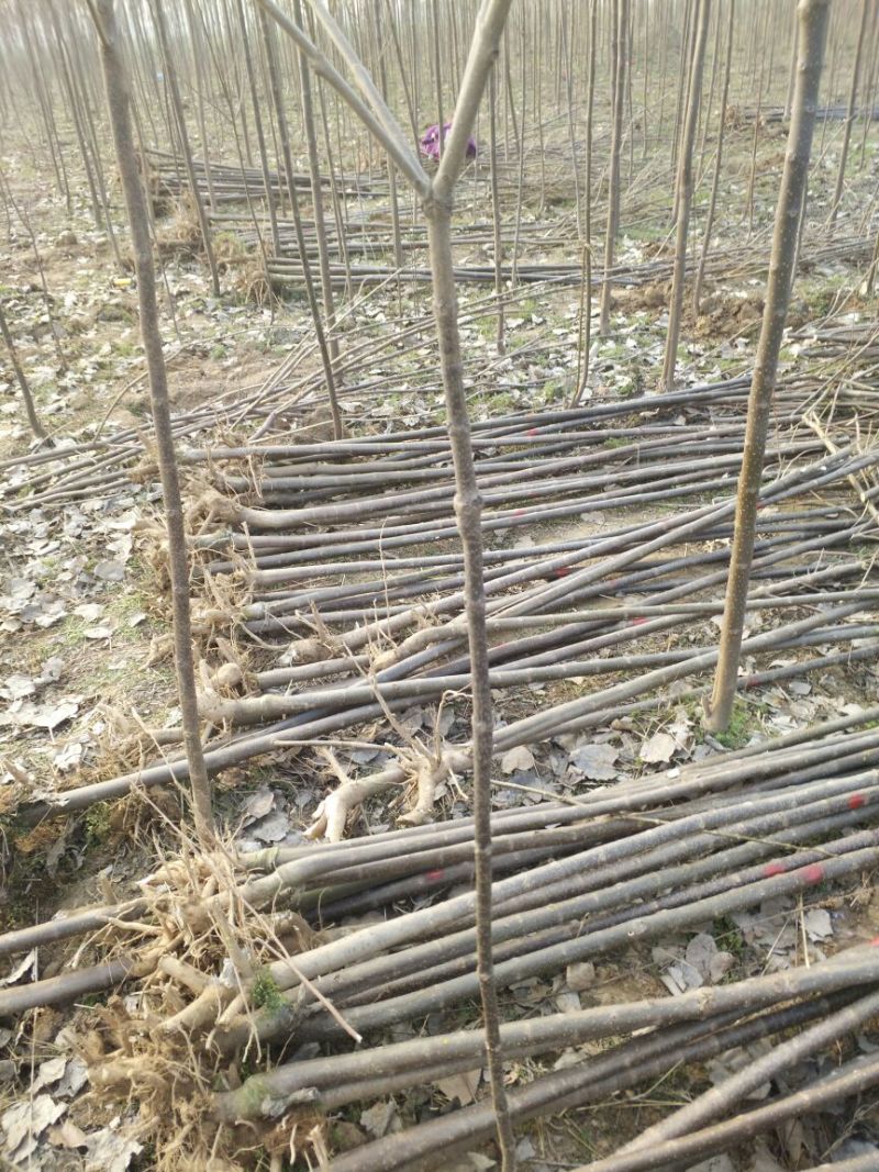 金丝楸树苗10cm以下