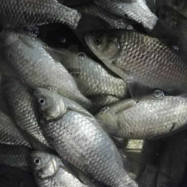白鲫食用