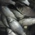 白鲫食用