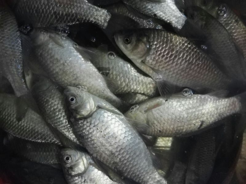 白鲫食用