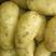 山东土豆！荷兰十五冷库土豆供应，开库供应优质土豆