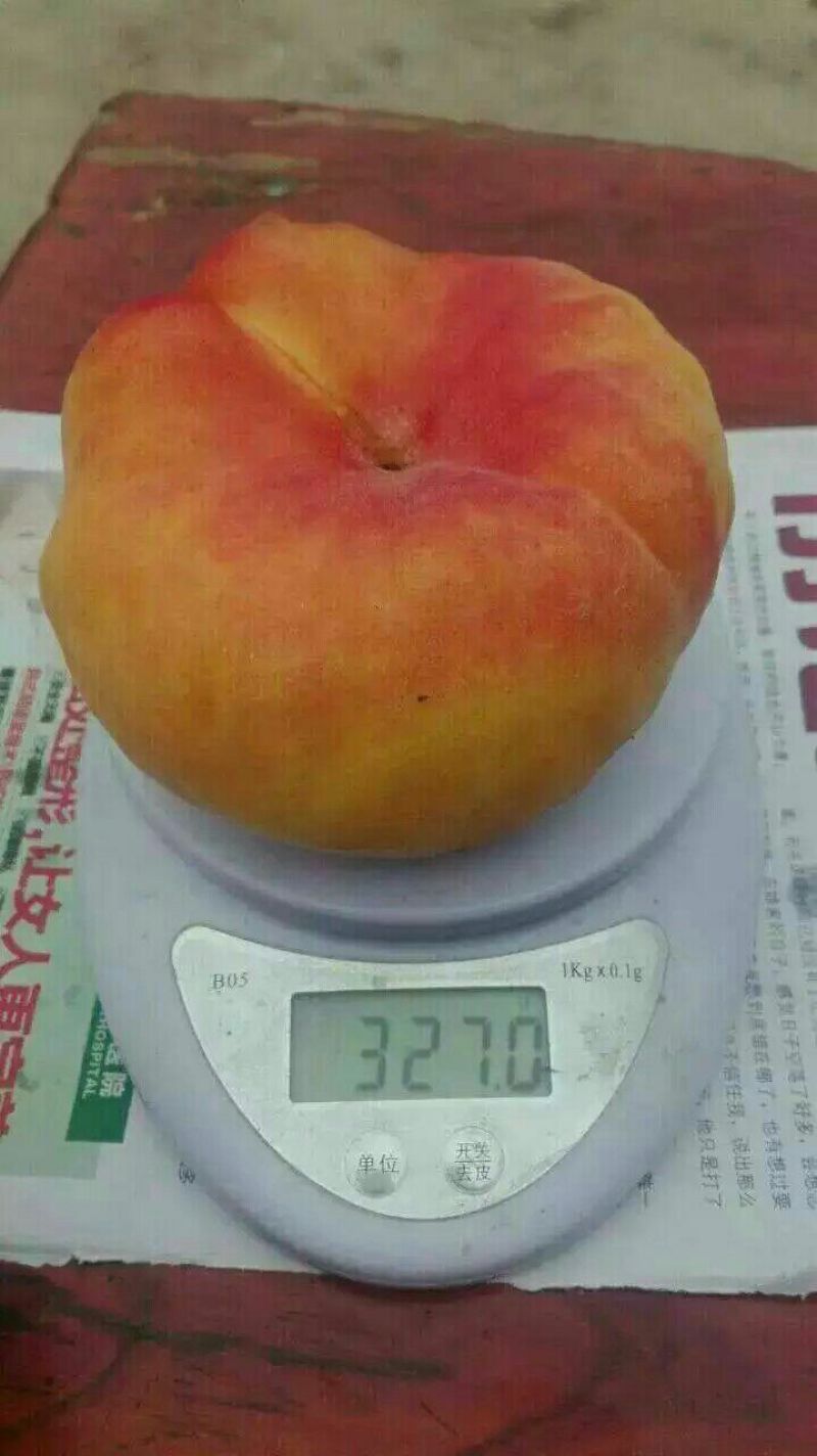 黄桃树苗80cm以上