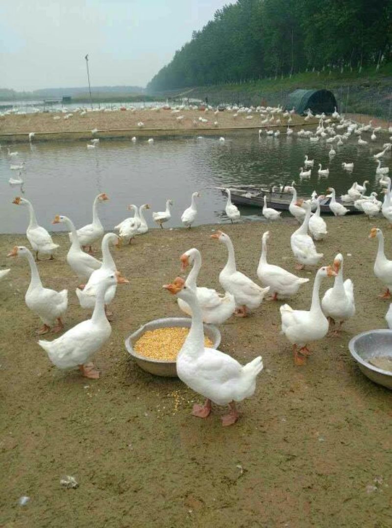 鹅苗250g以下