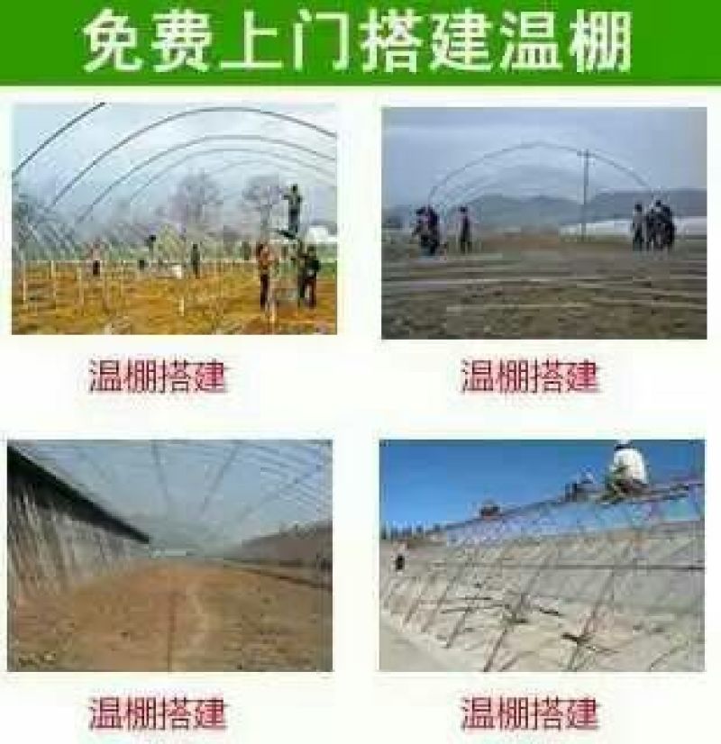 鹅苗250g以下
