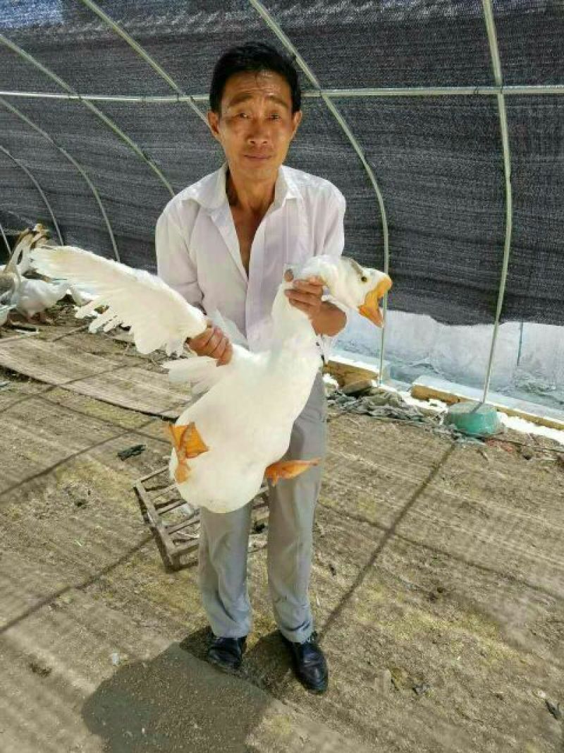 鹅苗250g以下