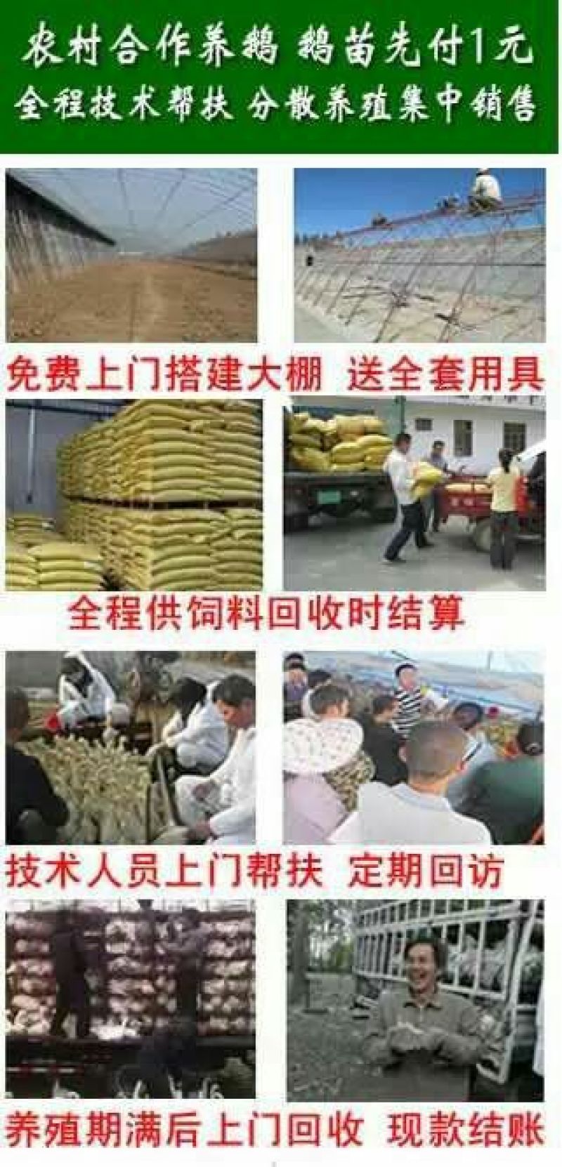 鹅苗250g以下