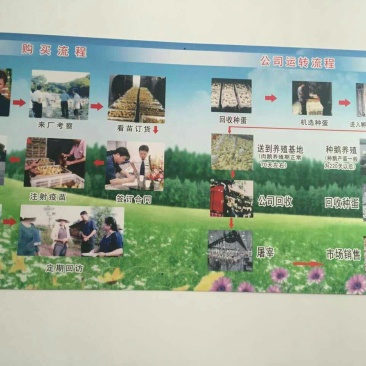 鹅苗250g以下