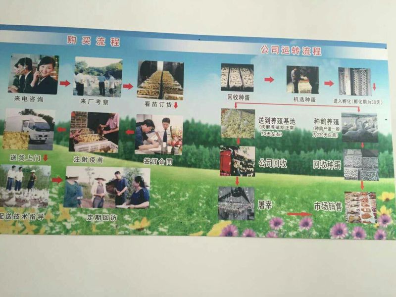 鹅苗250g以下